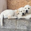 Labrador retriever kölykök