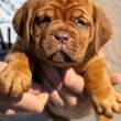 Dogue de Bordeaux kölykök