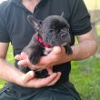 Francia bulldog kiskutyák új helyre költöznének 