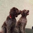 Lagotto Romagnolo kölykök