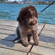 Lagotto Romagnolo kölykök