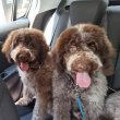 Lagotto Romagnolo kölykök