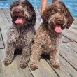 Lagotto Romagnolo kölykök