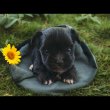 Eladó yorki yorkshire terrier black kisfiú