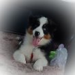 Mini Aussie babák eladók