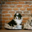 Mini Aussie babák eladók