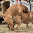 Dél-afrikai masztiff - Boerboel kölykök