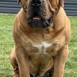 Dél-afrikai masztiff - Boerboel kölykök