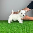Törzskönyves Westie West Highland White Terrier 