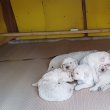 Törzskönyves Kuvasz kiskutyák Vértesi Selymes