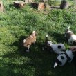 Bernáthegyi kiskutyák foglalhatóak 