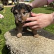 Welsh Terrier kölykök eladók