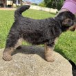 Welsh Terrier kölykök eladók