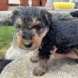 Welsh Terrier kölykök eladók