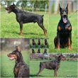 Doberman kölykök