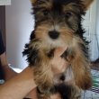 Yorkie kan 