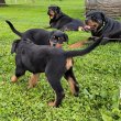 Rottweiler szuka kiskutyák eladók 