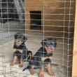 Rottweiler szuka kiskutyák eladók 