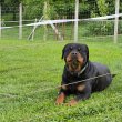 Rottweiler szuka kiskutyák eladók 