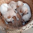 Eladó Golden retriever kiskutyák