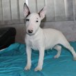 Miniatűr bullterrier kölykök