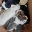 Csodaszép Beagle babák