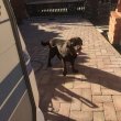Labrador retriever szuka