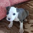 Kék amerikai staffordshire terrier kölykök