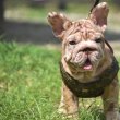 Registered French bull dogs for sale!