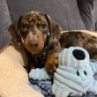 Dachshund puppies for adoption or Sale