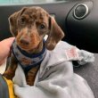 Dachshund puppies for adoption or Sale