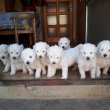 Komondor kiskutya