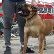 Boerboel dél-afrikai masztiff kiskutyák eladók