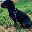 Rottweiler "Pia" Sopron