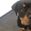 Rottweiler "Pia" Sopron