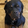 Rottweiler "Pia" Sopron