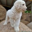Komondor 9 hetes kutyák szerető gazdit keresnek