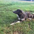 Ingyen elvihető Bordel Collie-Mudi kutya