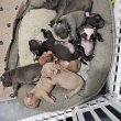 Registered Boosted American Bullies for adoption 