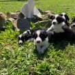 Border Collie kiskutyák