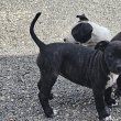 Amerikai staffordshire terrier