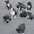 Amerikai staffordshire terrier