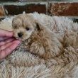 Maltipoo Törpe uszkàr Bichon havanese kiskutyák