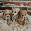 Maltipoo Törpe uszkàr Bichon havanese kiskutyák