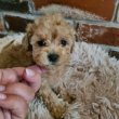 Maltipoo Törpe uszkàr Bichon havanese kiskutyák