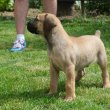 Boerboel (dél-afrikai masztiff) kölykök