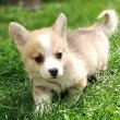 Welsh Corgie kölykök