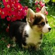 Welsh Corgie kölykök