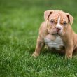 American Bully kiskutyák eladók