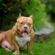 American Bully kiskutyák eladók